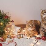 Cómo evitar que tu gato destruya el árbol de Navidad: trucos para mantenerlo lejos de la decoración