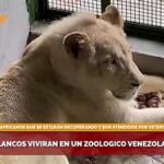Dos nuevos cachorros de león blanco en Venezuela, una especie con solo 120 ejemplares