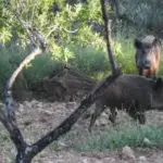 Los pequeños agricultores exigen al Gobierno un plan transversal para controlar la población de jabalíes