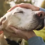 ¿Trabajar acariciando a mascotas? Así es este nuevo empleo de 8 horas con formación incluida