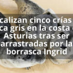 Localizan cinco crías de foca gris en la costa de Asturias tras ser arrastradas por la borrasca Ingrid