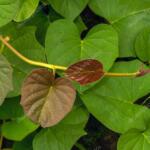 Sobrasada vegetal de boniato con tomates secos, una idea barata de aperitivo que se hace en 10 minutos y no falla