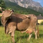 Veronika, la vaca que usa una escoba para rascarse el cuerpo