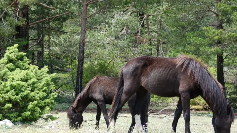 El regreso de los caballos al Sistema Ibérico sur para renaturalizar el paisaje y prevenir incendios