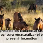 El regreso de los caballos al Sistema Ibérico sur para renaturalizar el paisaje y prevenir incendios