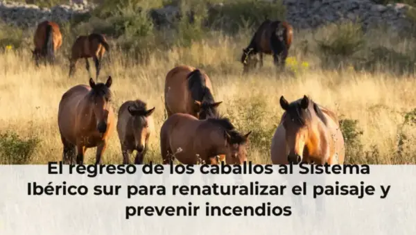 El regreso de los caballos al Sistema Ibérico sur para renaturalizar el paisaje y prevenir incendios