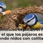 Los científicos explican el motivo por el que los pájaros están haciendo nidos con colillas del tabaco