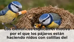 Los científicos explican el motivo por el que los pájaros están haciendo nidos con colillas del tabaco