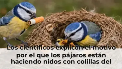 Los científicos explican el motivo por el que los pájaros están haciendo nidos con colillas del tabaco