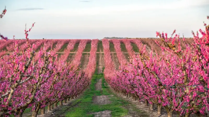 Más allá del Jerte, lugares espectaculares de España que se transforman en primavera