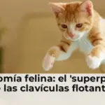 Anatomía felina: el 'superpoder' de las clavículas flotantes