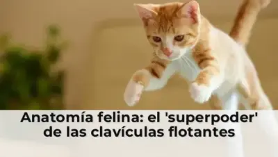 Anatomía felina: el 'superpoder' de las clavículas flotantes
