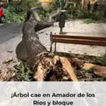 ¡Árbol cae en Amador de los Ríos y bloque