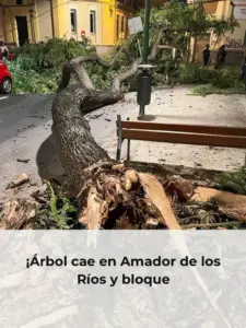 ¡Árbol cae en Amador de los Ríos y bloque