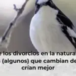 Éxito de los divorcios en la naturaleza: los pájaros (algunos) que cambian de pareja crían mejor