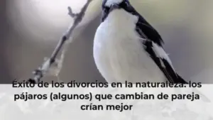 Éxito de los divorcios en la naturaleza: los pájaros (algunos) que cambian de pareja crían mejor