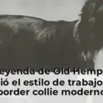 La leyenda de Old Hemp: así nació el estilo de trabajo del border collie moderno