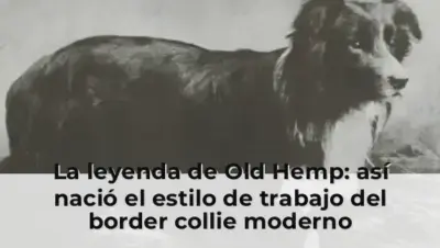 La leyenda de Old Hemp: así nació el estilo de trabajo del border collie moderno
