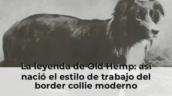 La leyenda de Old Hemp: así nació el estilo de trabajo del border collie moderno