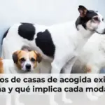 Qué tipos de casas de acogida existen en España y qué implica cada modalidad