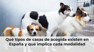 Qué tipos de casas de acogida existen en España y qué implica cada modalidad